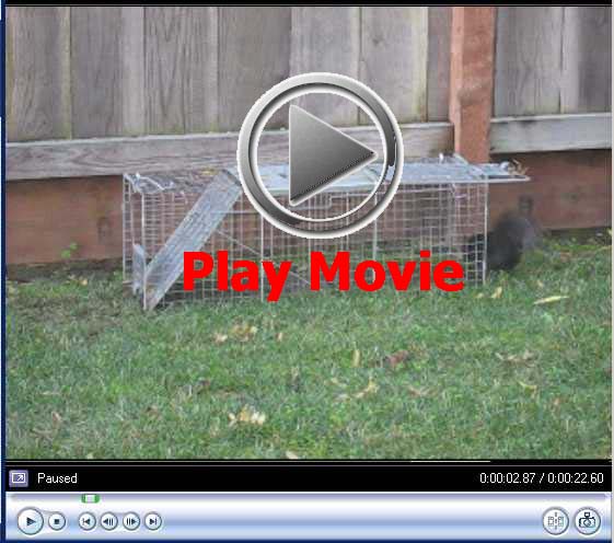 squirrel trap  video
