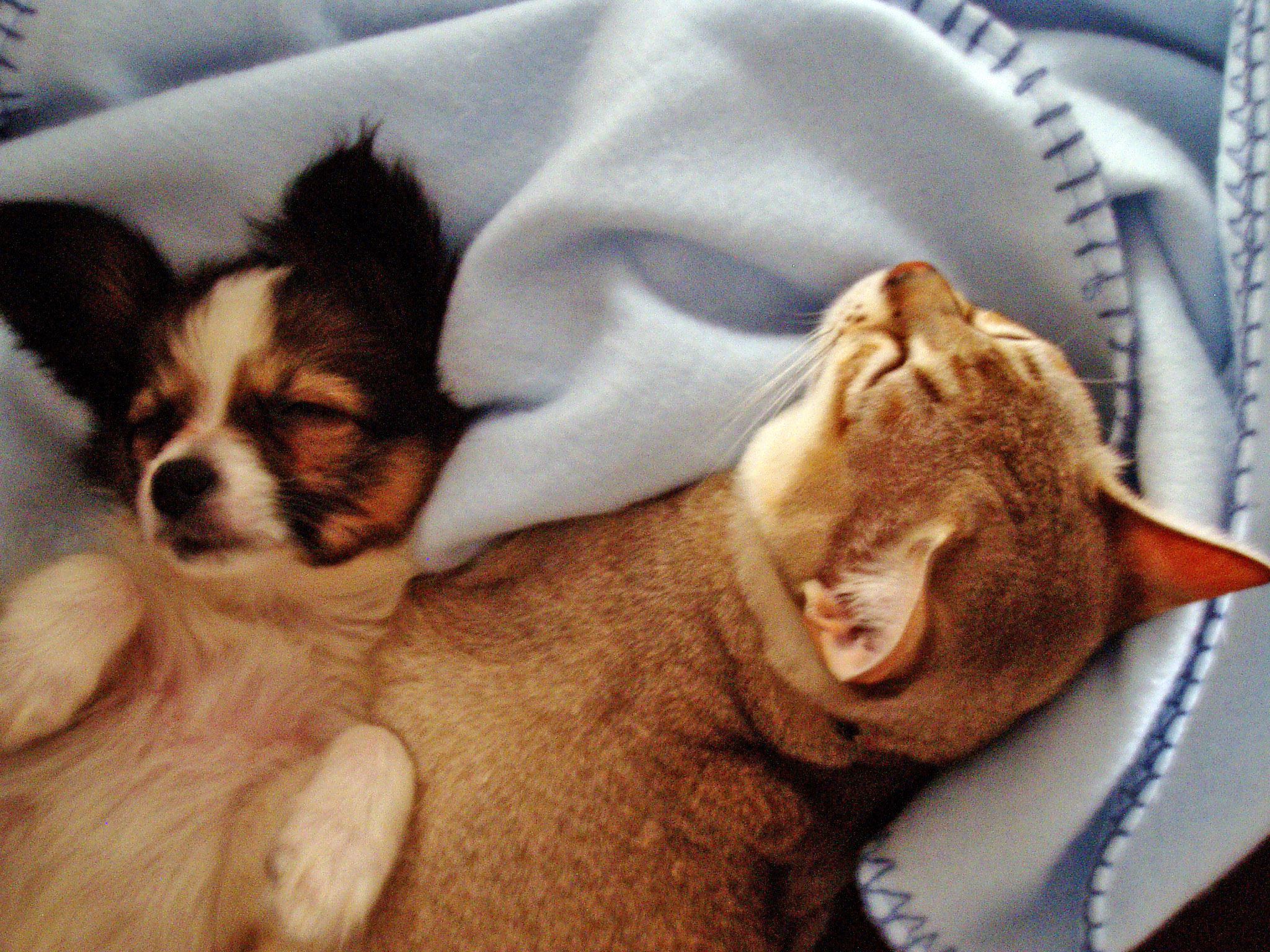 sleeping puppy 2008 cat and puppy sleeping puppy 2008 cat and puppy