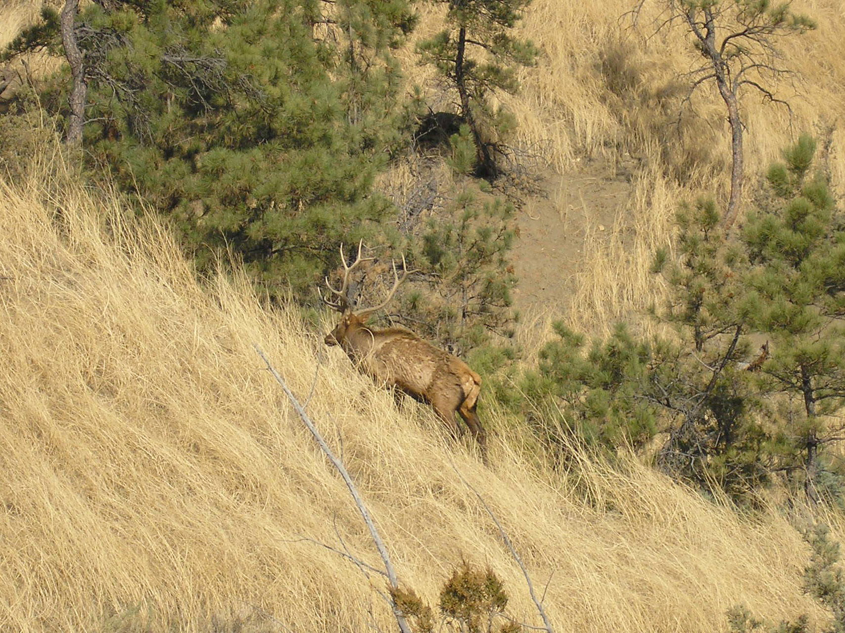 2011 Deer Hunting at Fort Peck, Montana