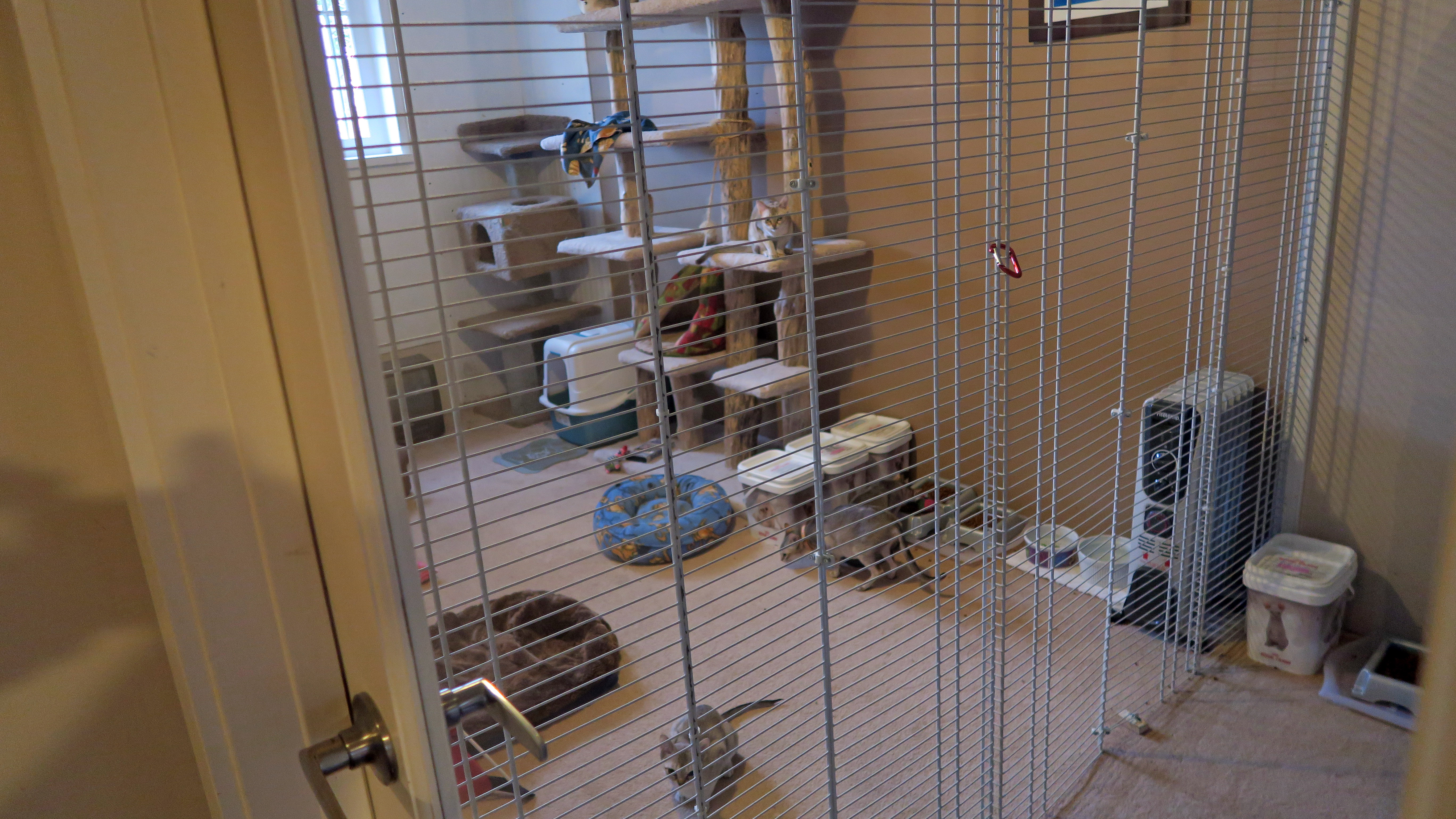 2015 Day Trip to Vancouver (Canada) To Pick Up Singapura Kittens Cat room, Vancouver canada