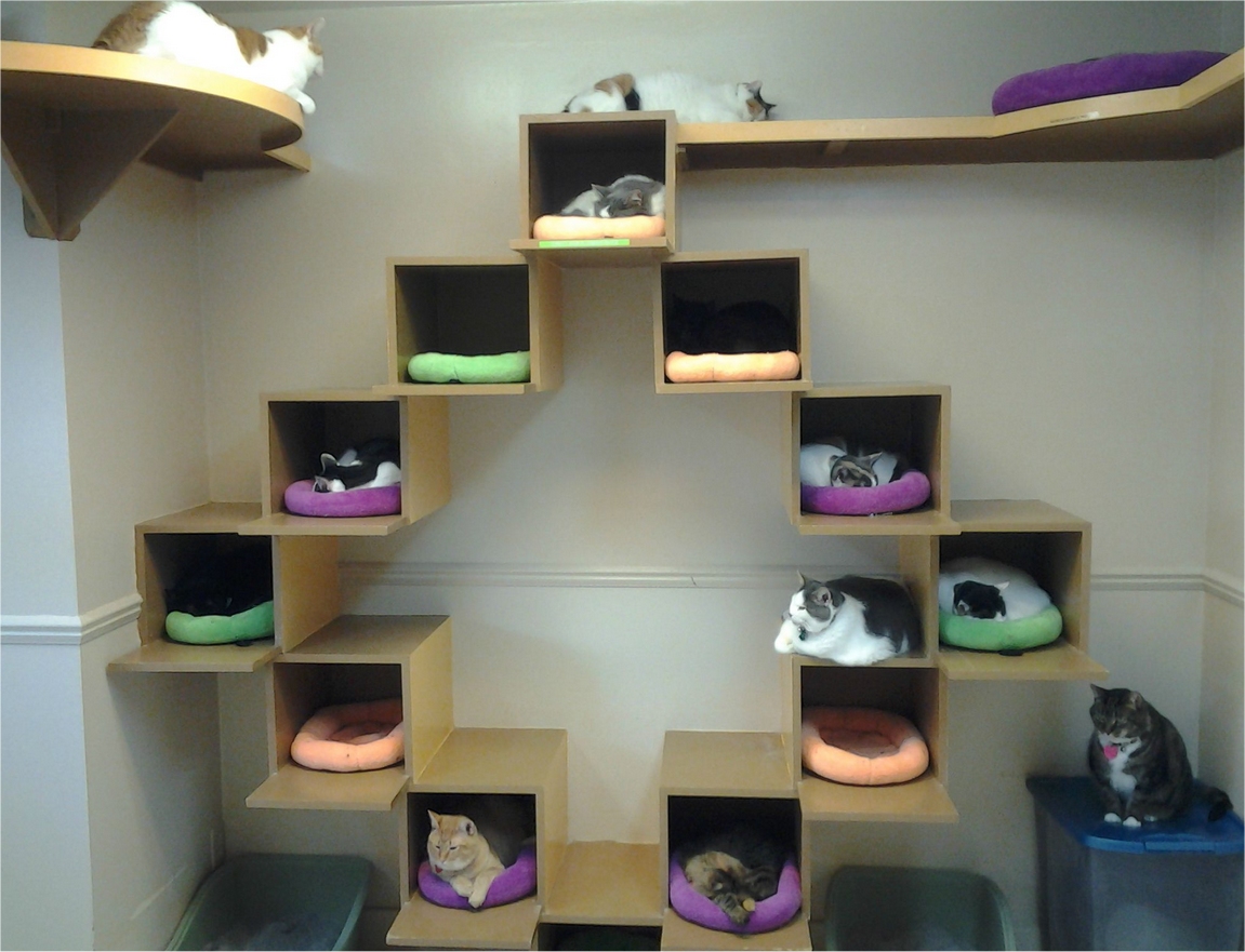 Interesting Cat Trees