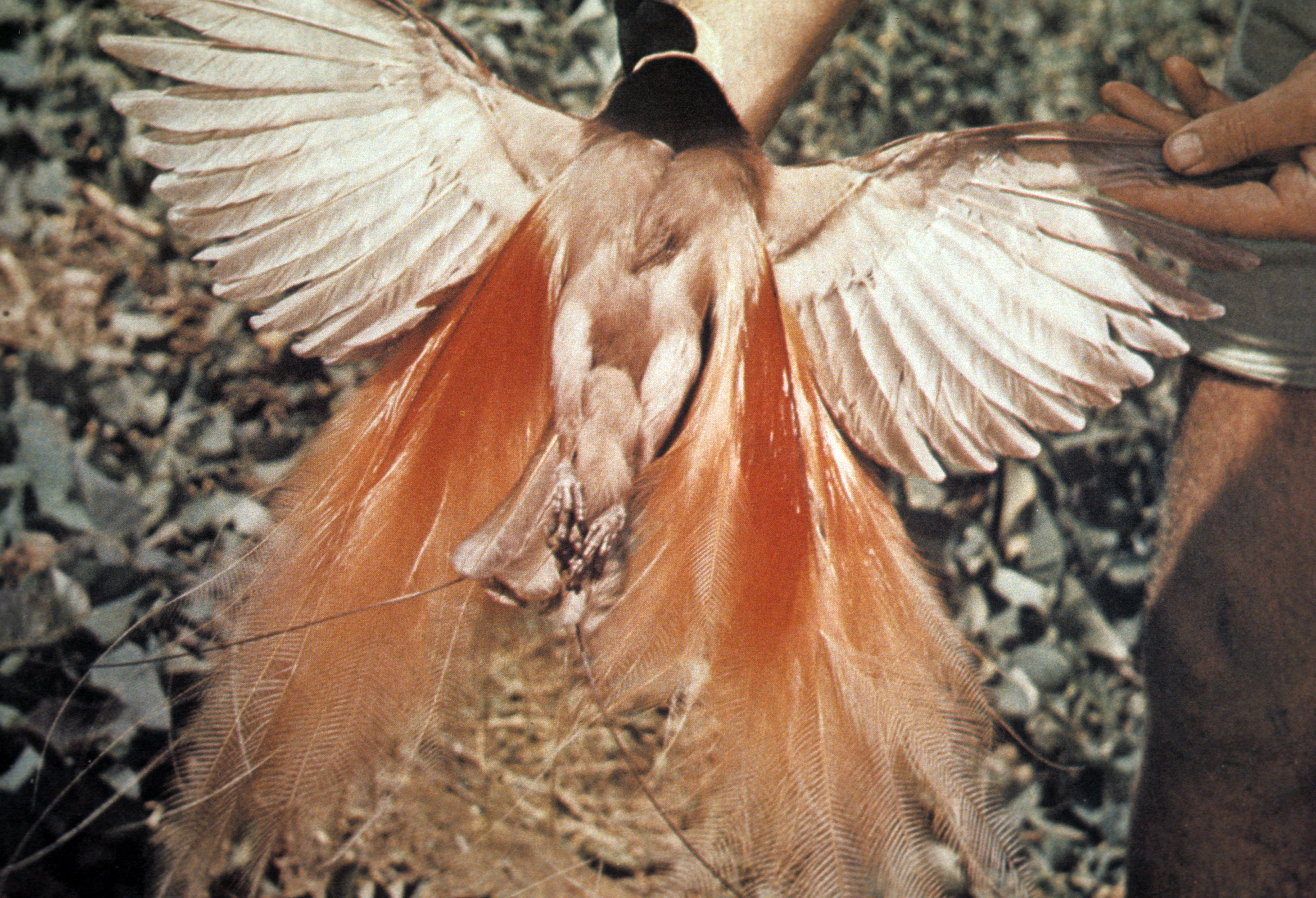picture book bird
