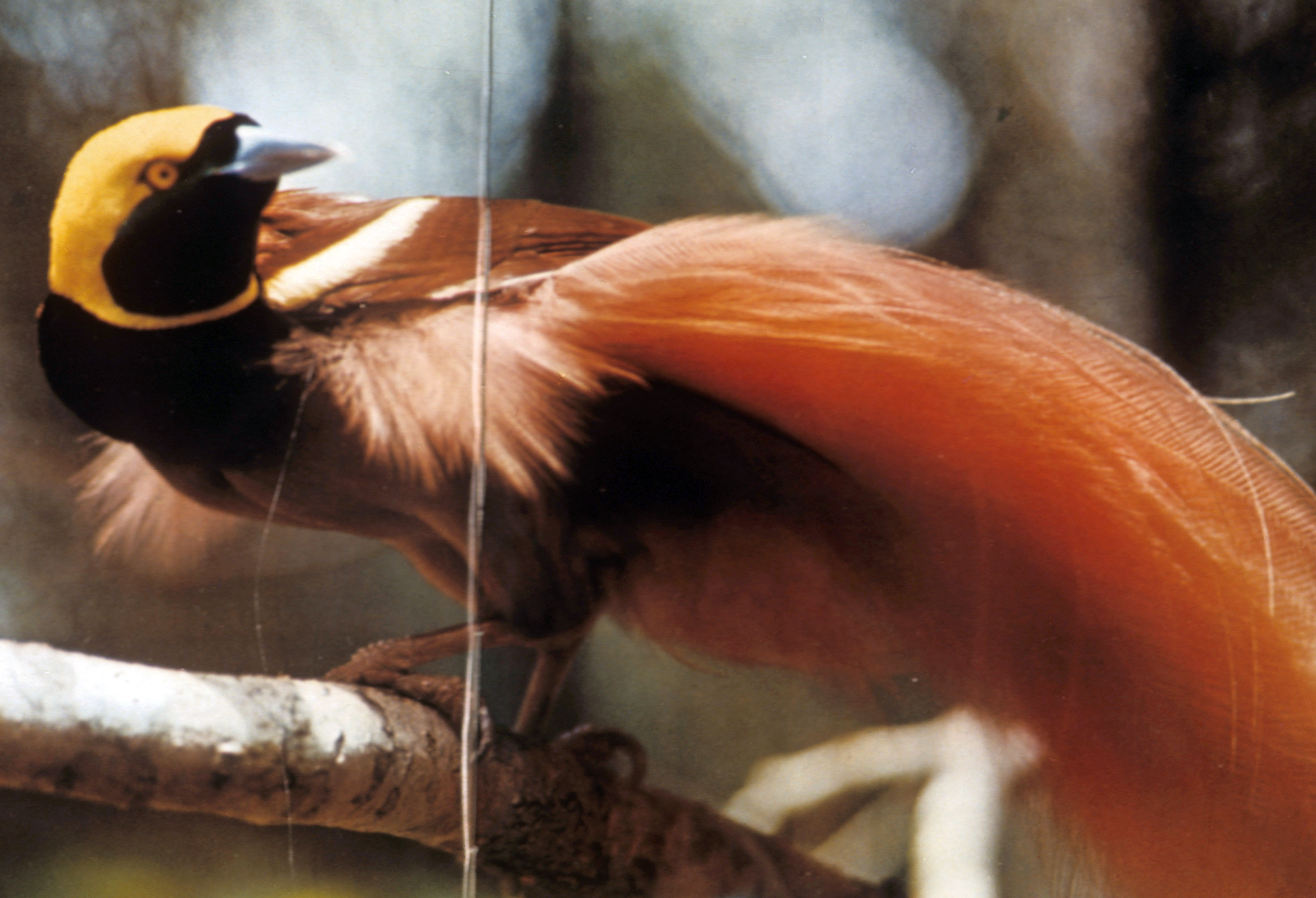 http://www.ski-epic.com/papua_new_guinea_1972/60_best_pictures_for_show/p189b_z19_live_bird_of_paradise.jpg