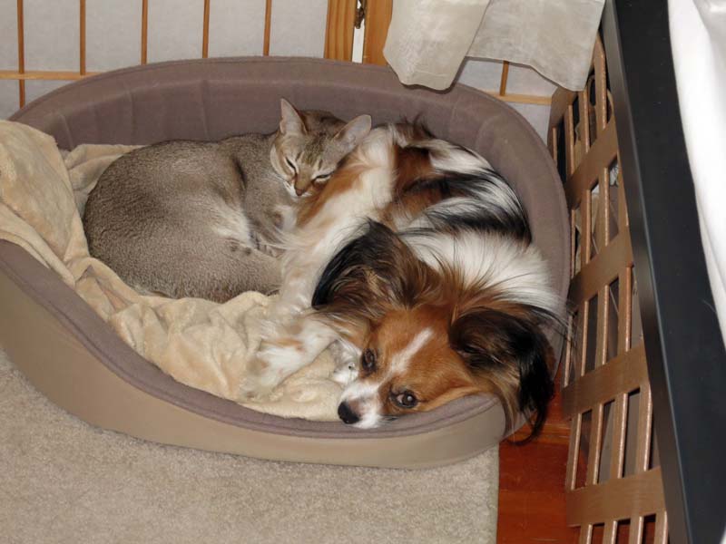 2008 Kitty Cat and Puppy Dog