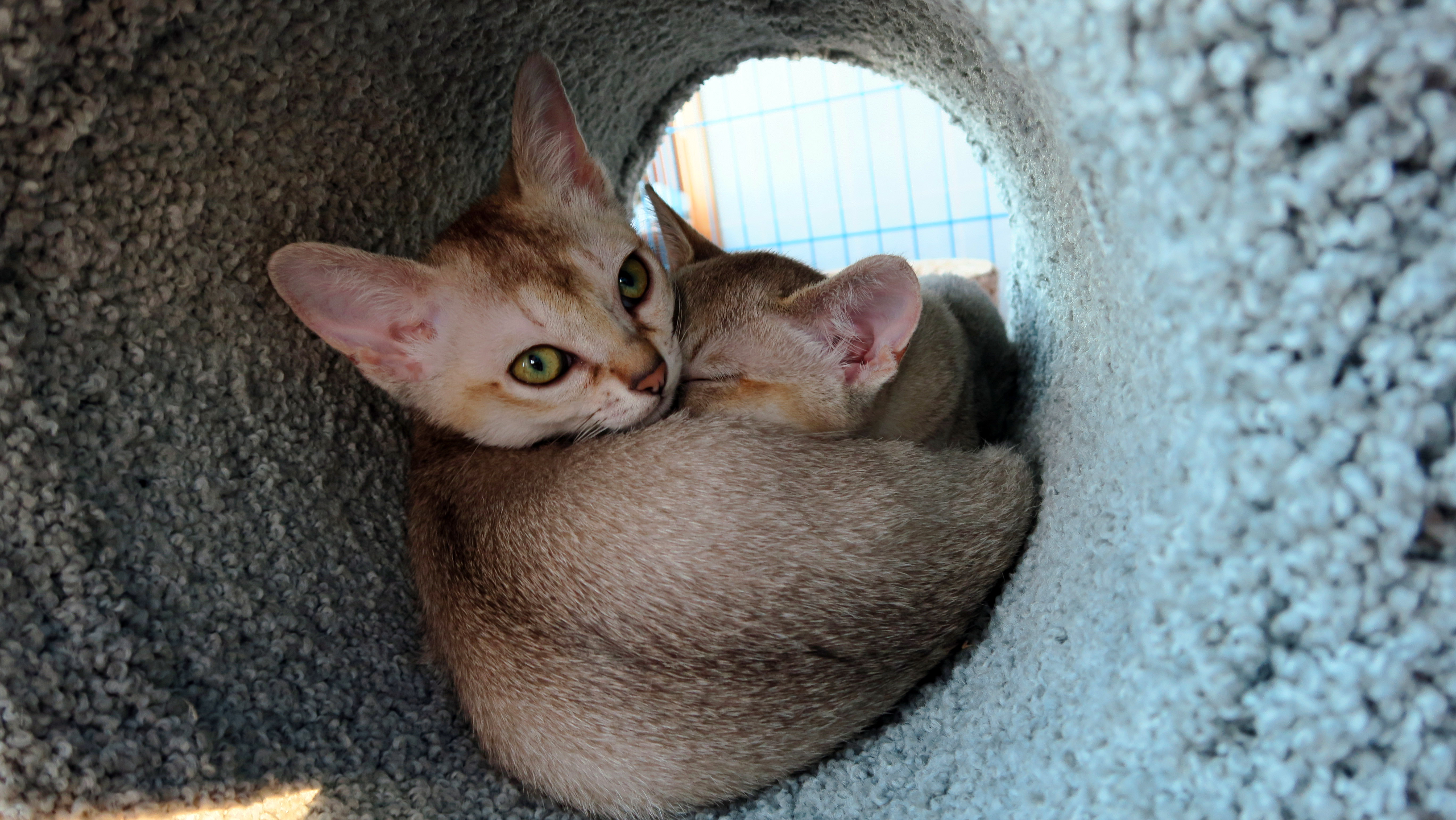 2015 Day Trip To Vancouver Canada To Pick Up Singapura Kittens