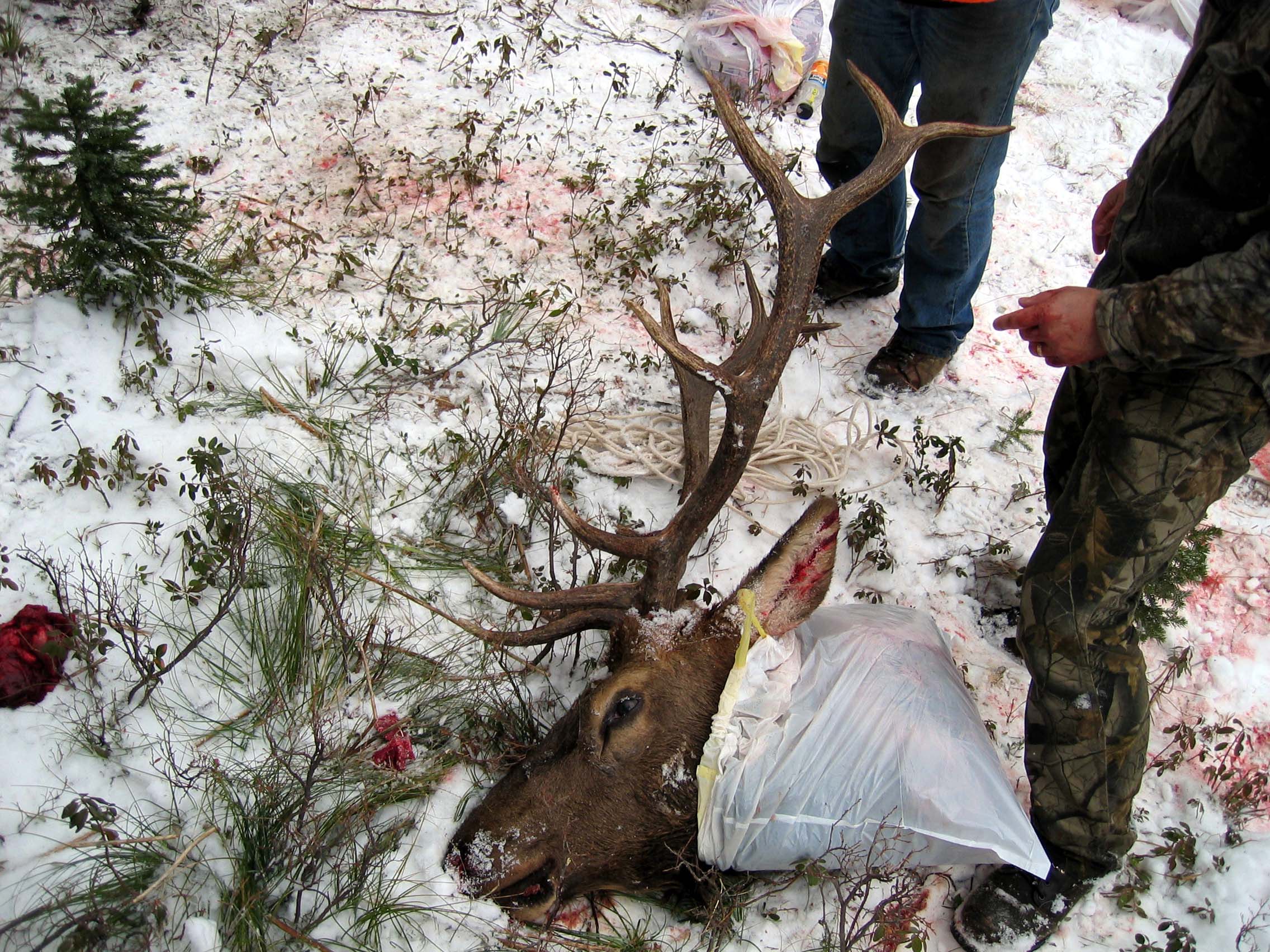 Field Dressing An Elk